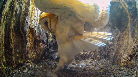 Film | Young Barn Owl's Secret Survival Training | Rigel