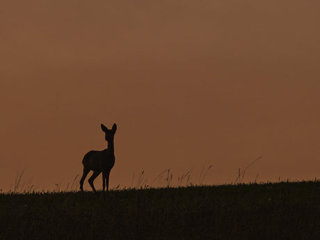 Film | Roe Deer Silhouetted At Sunset | Your Nature Fix