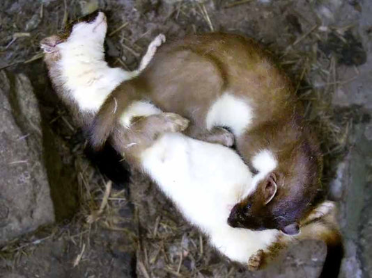 Film | Secret Cameras Reveal Stoat Kits Suckle Longer Than You Think | Stoats | Robert E Fuller