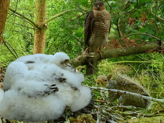 Film | Sparrowhawk Scares Squirrel From Nest | Discover Wildlife