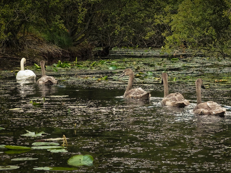 Film |  I Filmed The Swan Family From Above: Here's how the Cygnets Are Doing Now | Discover Wildlife