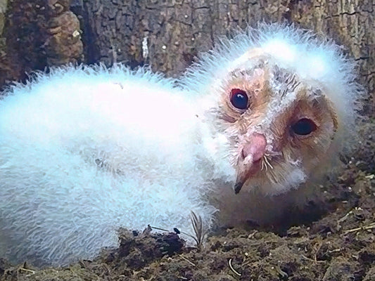 Film | Cute Barn Owlet Falls Asleep in a Hole It Just Dug | Orion & Celeste