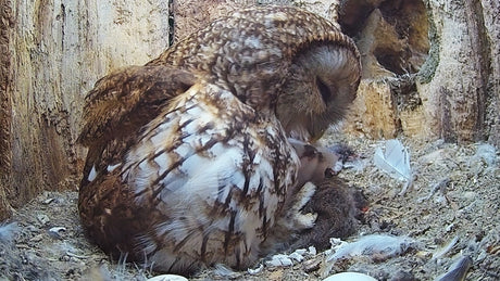 Film | Tawny Owl Mum So Gentle With Newly Hatched Chicks | Luna & Shadow