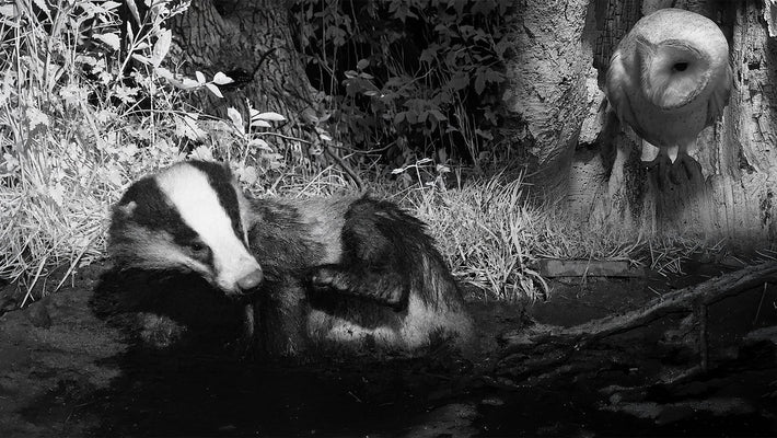 Film | On Hot Summer Nights These Animals Take Turns To Cool Off | My Wildlife Pond