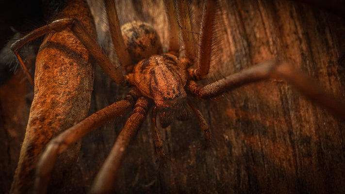 Film | Building A Spooky Film Set For Spiders | Wildlife Filmmaking