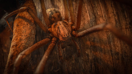 Film | Building A Spooky Film Set For Spiders | Wildlife Filmmaking