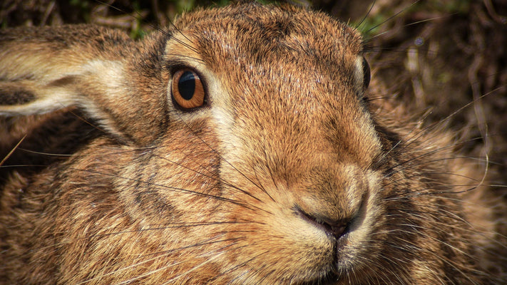 Film | How I Film Hares From My Car | My Camera Equipment