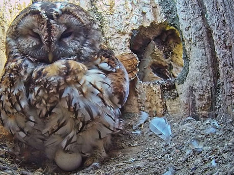 Film | This Tawny Owl Was Sitting Quietly On Her Eggs When A Kestrel Attacked | Luna & Shadow