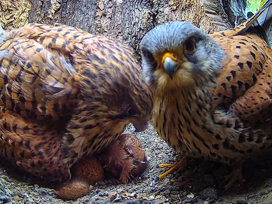Film | Kestrels Welcome Their First Chick | Apollo & Athena |