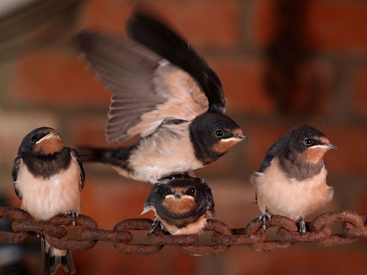 Swallows Secret Lives: Watching Barn Swallows Grow Up in My Back Porch