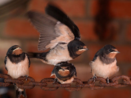 Swallows Secret Lives: Watching Barn Swallows Grow Up in My Back Porch