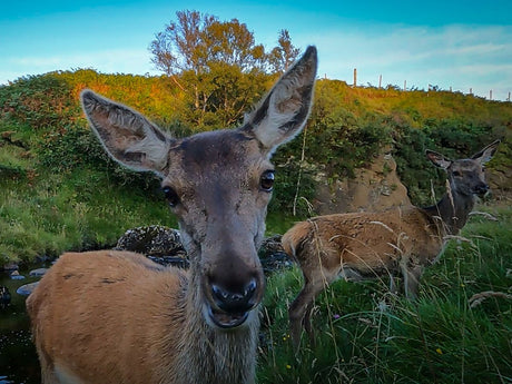Film | Red Deer Rut Starts With a Roar | Discover Wildlife