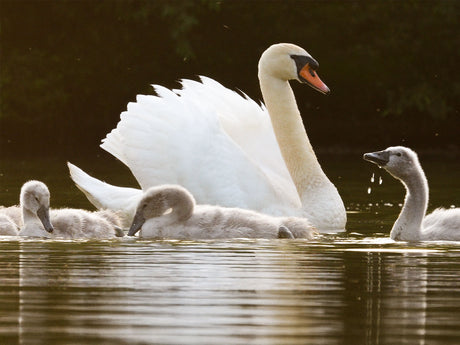 Film | Swans at Sunset | Discover Wildlife