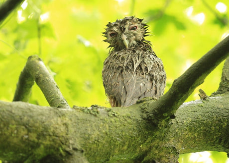 Too Wet To Woo!  Tawny Owlets Soaked In Summer Downpour