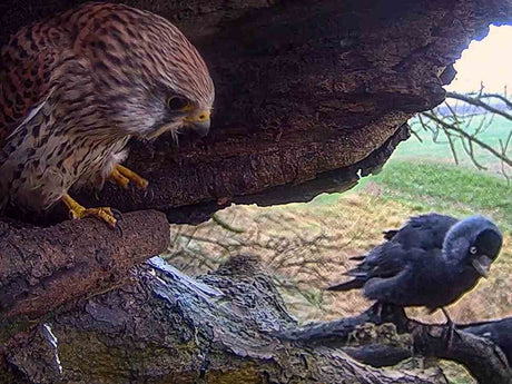 Film | Formidable Female Kestrel Leads Fight For Family & Home🦅 | Apollo & Athena