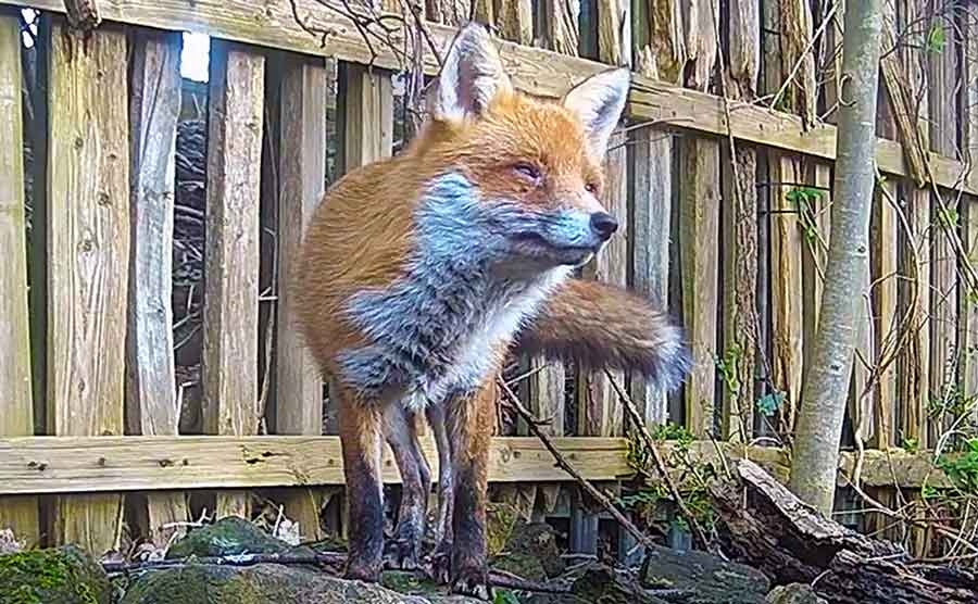 Sound Of A Fox Sound Of A Fox