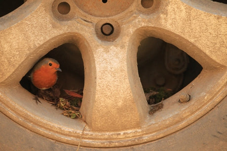 A Robin with Expensive Tastes