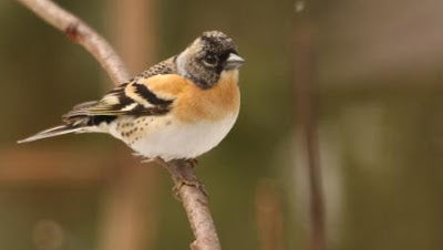 RSPB Vogelbeobachtung im großen Garten