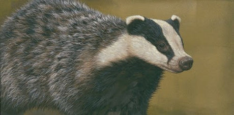 A magical evening watching badgers
