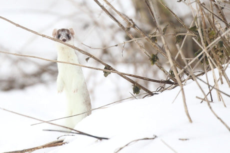 Stoat's White Winter Coat Now Out of Place