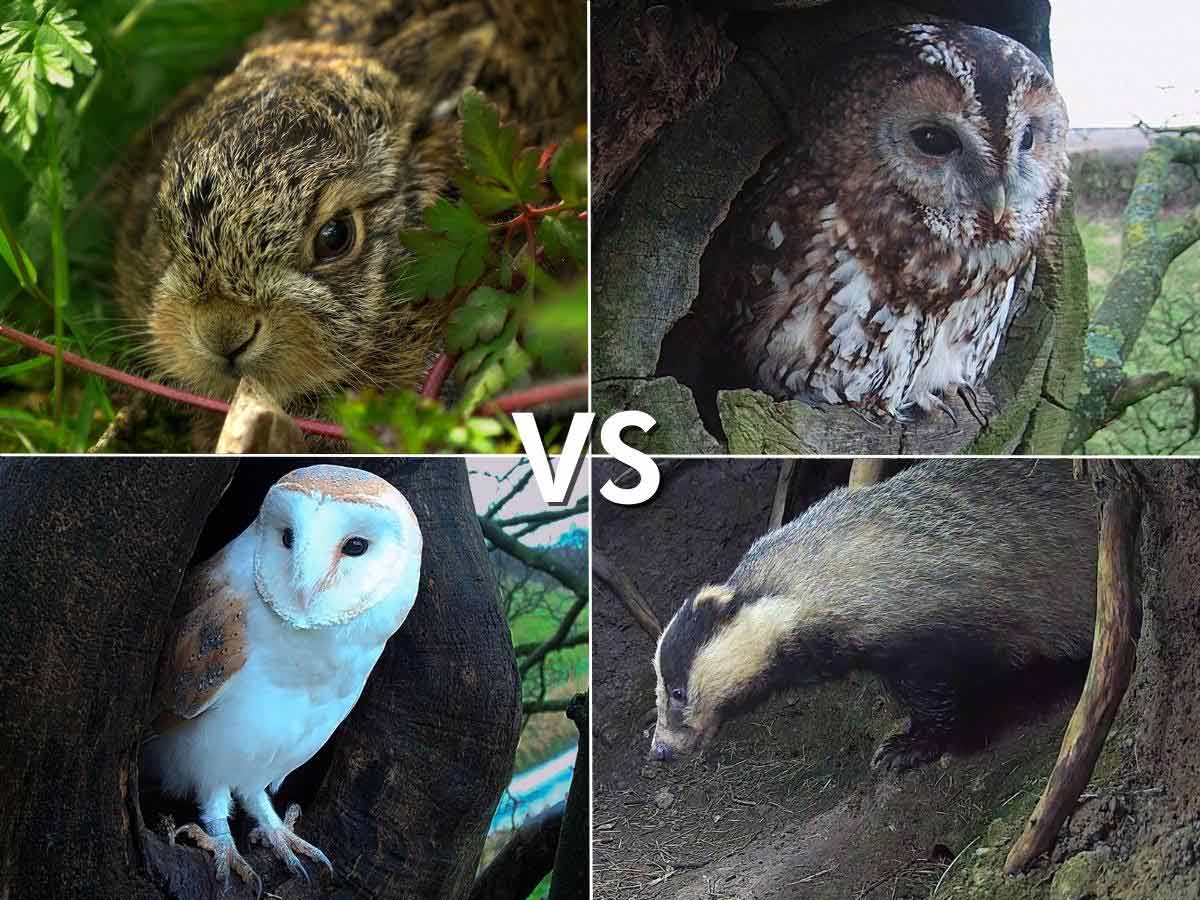 Combats D animaux Comment Les Animaux Sauvages Se Battent Pour Survi combats-d-animaux-comment-les-animaux-sauvages-se-battent-pour-survi
