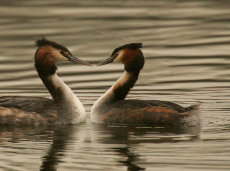 Grebe Reed Dance: Is this the most romantic Valentine gesture ever?