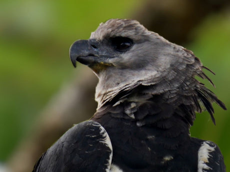 Travel | Searching for giant harpy eagles in Panama