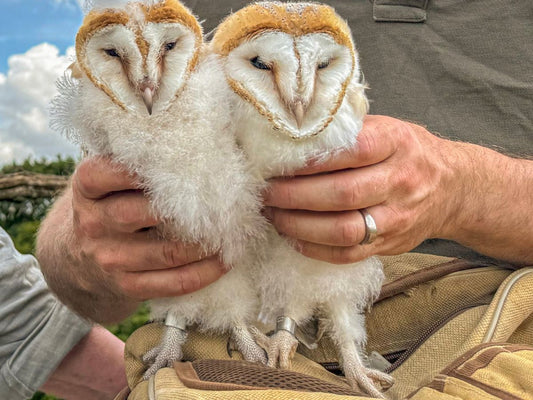 Film | Barn Owl Chicks Fitted With ID Rings For Conservation | Gylfie & Dryer