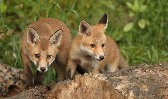 Film | The Surprising Way Red Fox Vixens Raise Cubs in the City | Discover Wildlife