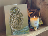 Inquisitive Little Owl | Pack of 5 Christmas cards