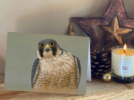 Peregrine Portrait | Pack of 5 Christmas cards