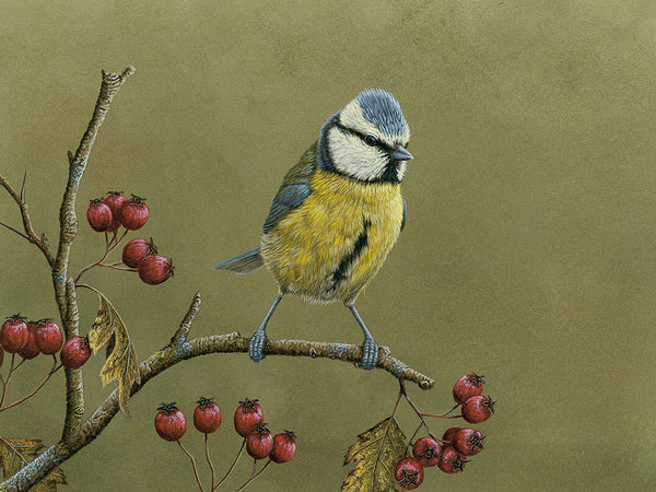 Blue tit on lookout  | Individual Card | Size A