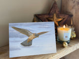 Kestrel in Flight | Pack of 5 Christmas cards