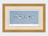 Avocets | Limited Edition Art Print