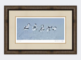 Avocets | Limited Edition Art Print