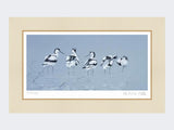 Avocets | Limited Edition Art Print