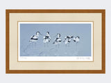 Avocets | Limited Edition Art Print
