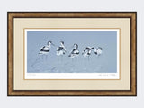 Avocets | Limited Edition Art Print