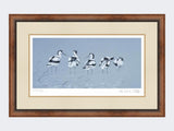 Avocets | Limited Edition Art Print