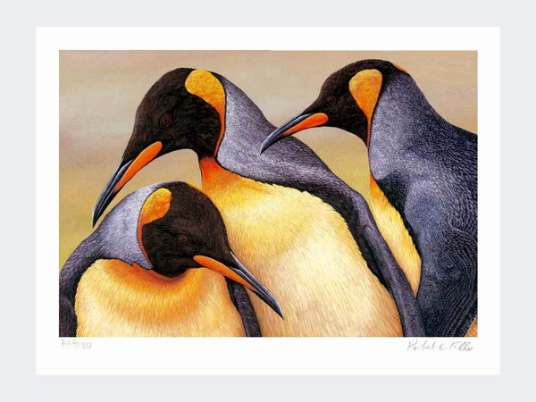 Les manchots royaux sur l'île Saunders | Tirage d'art en édition limitée