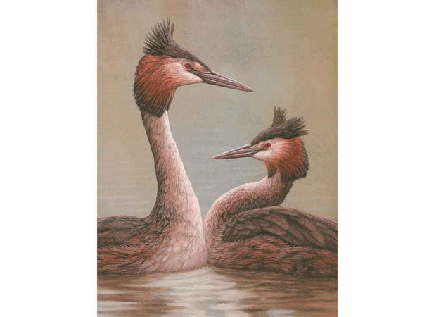 Courting Grebe | Individual Card | Size E