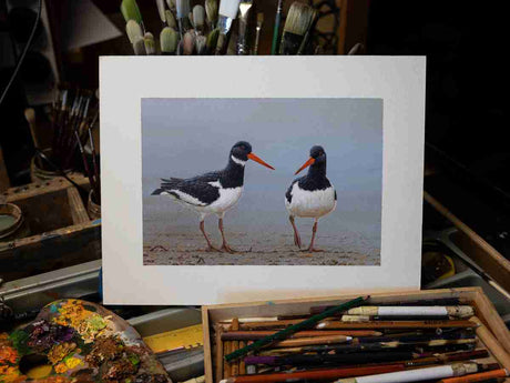 SOLD Oystercatcher | Original Painting