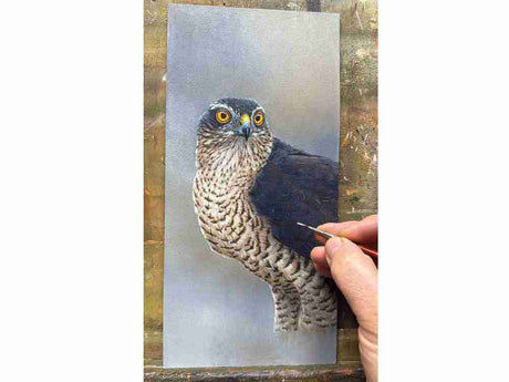 SOLD Sparrowhawk | Original Painting