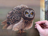 Short eared owl | Original Painting