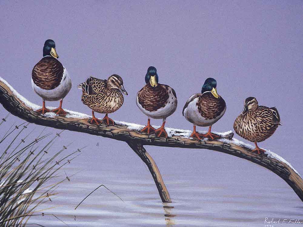 c_mallards-in-line