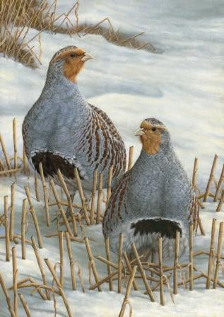 Schwanzmeise auf Weidenkätzchen | 5er-Pack Weihnachtskarten