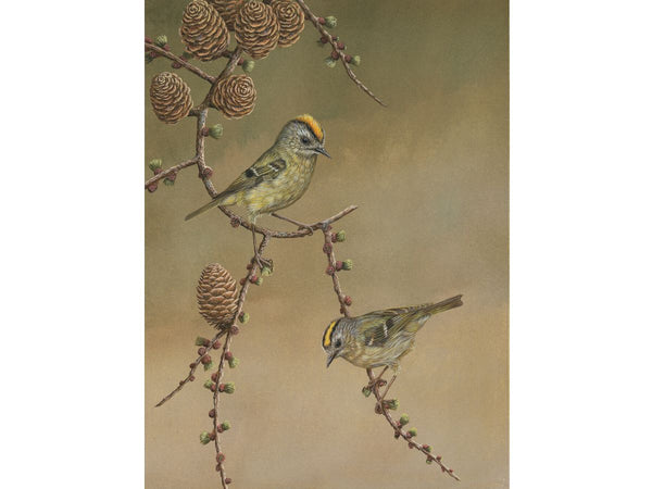 Goldcrest on Larch | Original Painting