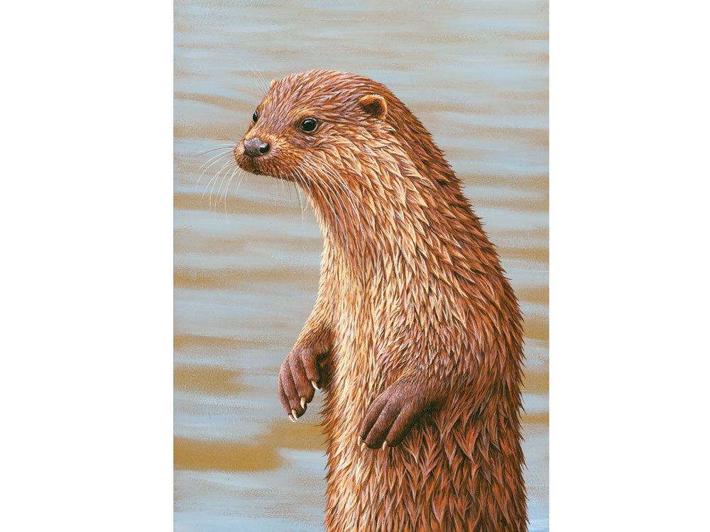 Otter portrait | Pack of 5 Christmas cards