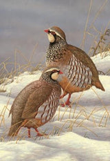 Schwanzmeise auf Weidenkätzchen | 5er-Pack Weihnachtskarten