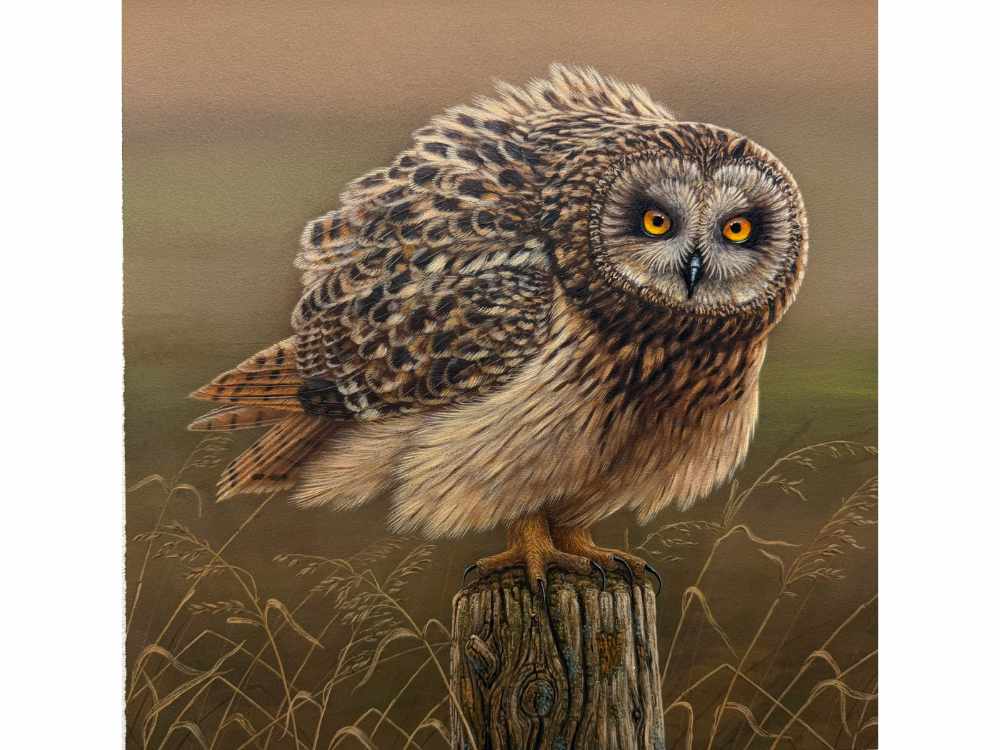 Short eared owl | Original Painting